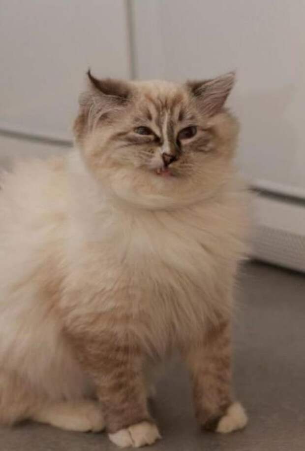 zhivotnye-chihayuschie-kartinki-koshki-sobaki-smeshnye-zhivotnye-kote