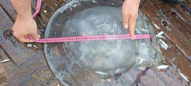 Учёные объяснили, почему в Азовском море стало больше медуз