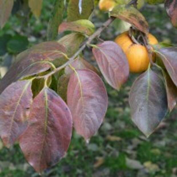 Хурма Восточная (Diospyros kaki)