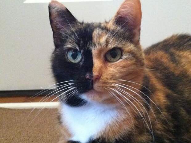 28 обаятельных животных с уникальным природным окрасом животные, окрас