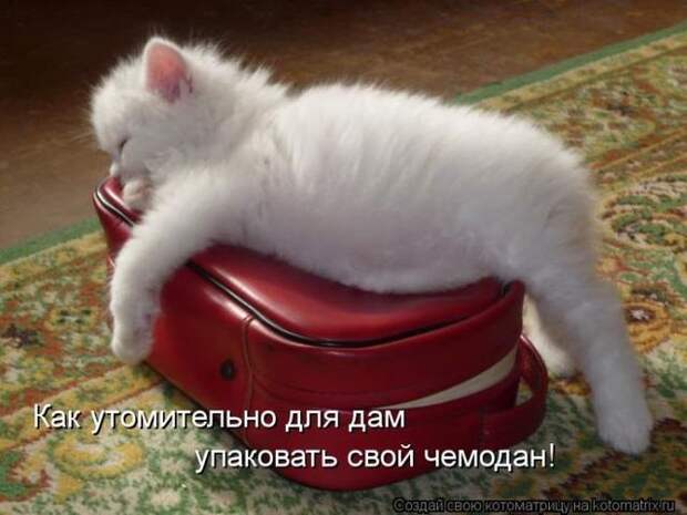 фотографий животных с подписями (50 фото)