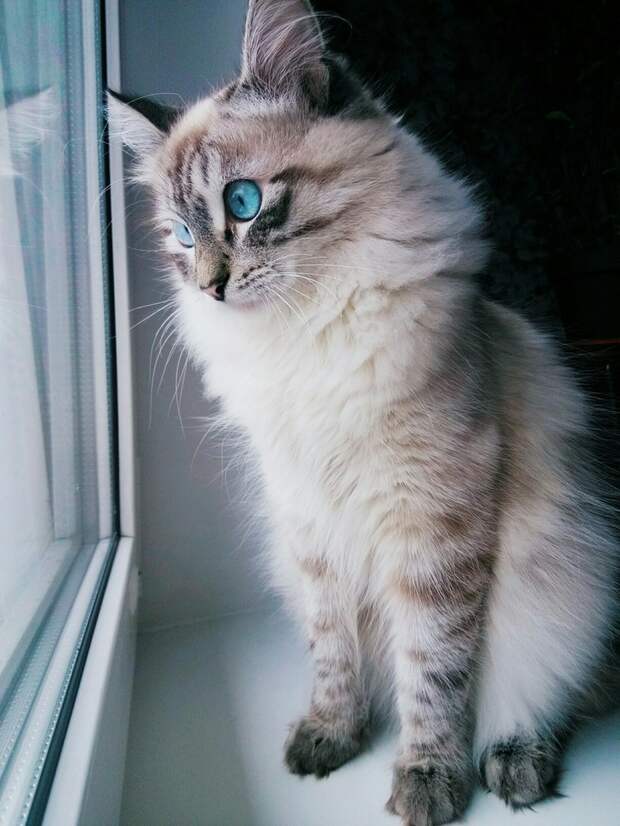 полосатый кот