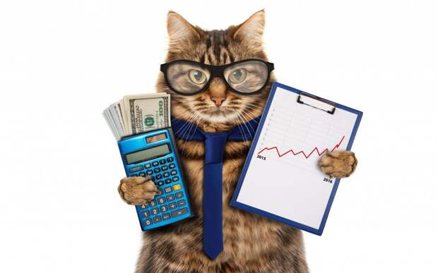 кот с калькулятором и деньгами
