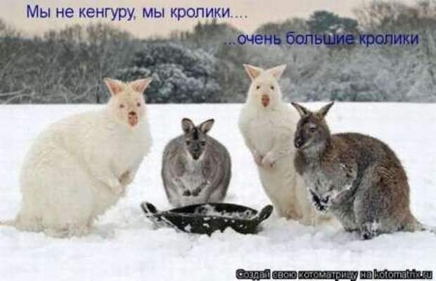 Прикольные животные, котоматрица