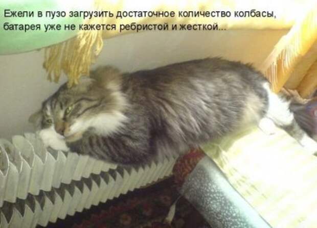 Котоматрицы: Мысли вслух
