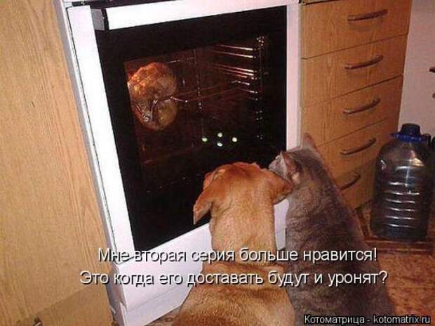 Котоматрицы (картинки с надписями)