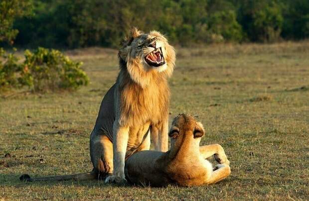В брачный период львицы источают характерный запах, привлекающий самцов животные, заповедник, лев, львица, масаи-мара, спаривание, фотография