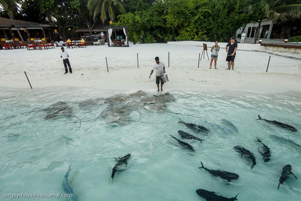 22 20141117 maldives 408 Как кормят скатов на Мальдивах.