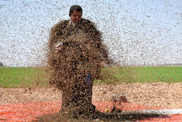 50 фотографий года от агентства Reuters, на которые стоит взглянуть дважды или трижды 34