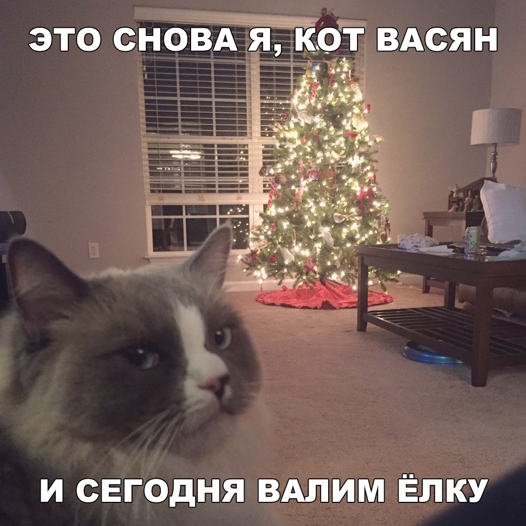 Подборка смешных и забавных картинок с надписями (10 фото)