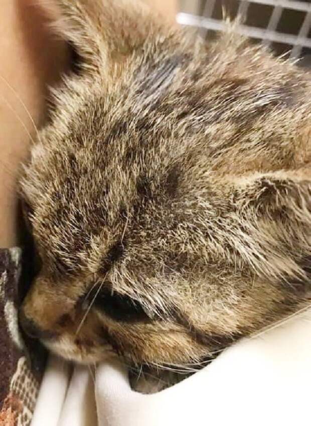Испуганный котенок Котенок боится