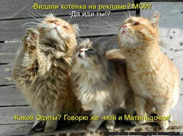Котоматрицы (картинки с надписями)