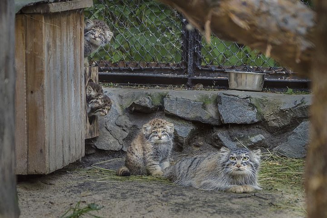 Одна из самок манулов, которая тоже стала мамой в мае, сама выкормила шестерых малышей. Фото: Сергей КАЗАКОВ.