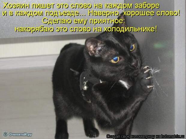 Смешные кошки в котоматрице 11