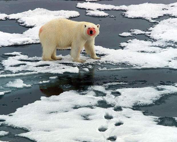 Самые страшные животные по версии WWF wwf, животные