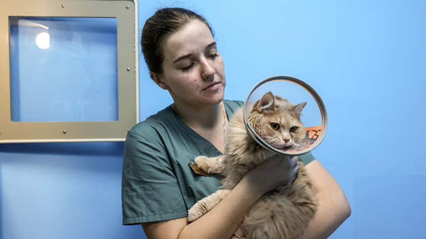 Каждый пятый будущий ветеринар сожалеет о выборе профессии