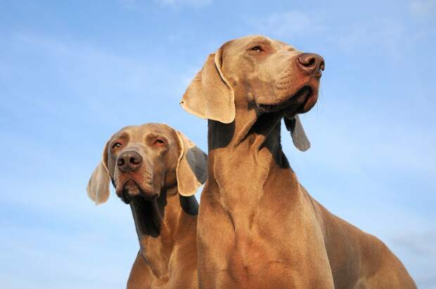 Веймаранер, или веймарская легавая (нем. Weimaraner)
