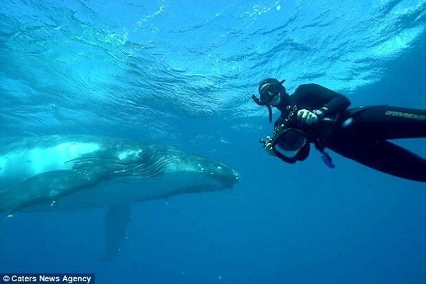 Горбатый кит или горбач - довольно крупное млекопитающее. Их длина достигает 17-18 метров, а максимальная зарегистрированная масса - 48 тонн. видео, вирусное видео, горбатый кит, дайвер, дайверы, животные, киты, подводный мир