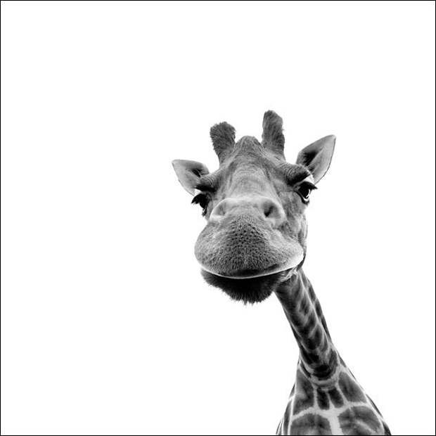 Забавно :)(25 фото)