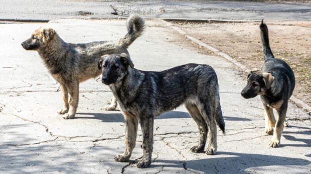 Ужесточение ответственности за содержание животных поддержало правительство