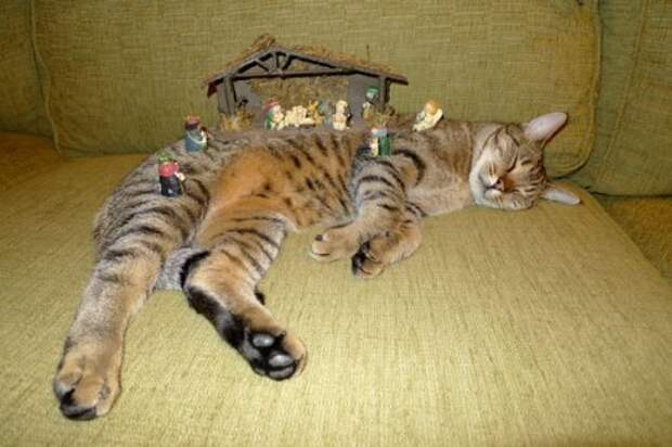 Кошки,постигшие дзен кошки, приколы, смешные кошки, юмор.