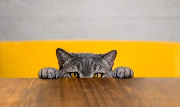 Вы — член стаи: 7 причин, почему кошка ходит по пятам и не сводит с вас глаз