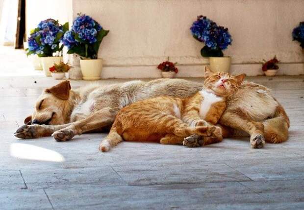 кошки спят на собаках, кошки и собаки, кошка спит на собаке
