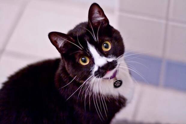 28 обаятельных животных с уникальным природным окрасом животные, окрас