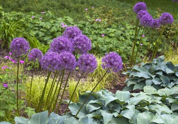 Декоративный лук (Allium). © thespruce  📷 