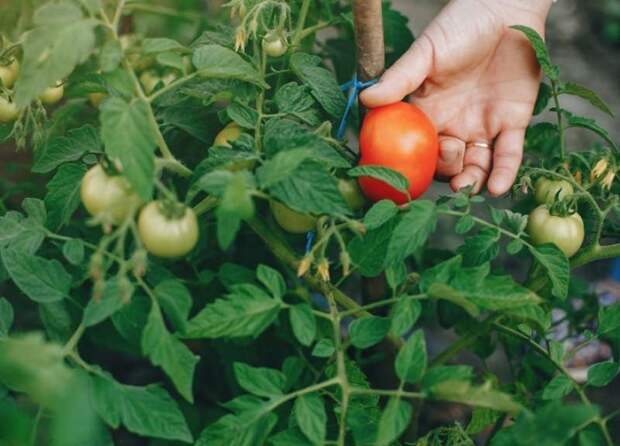 Как вырастить отличные томаты без полива по методу Алексея Казарина