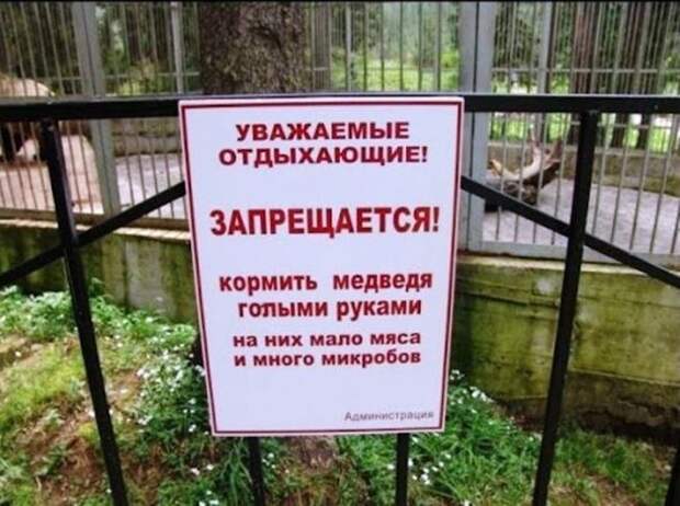 медведи