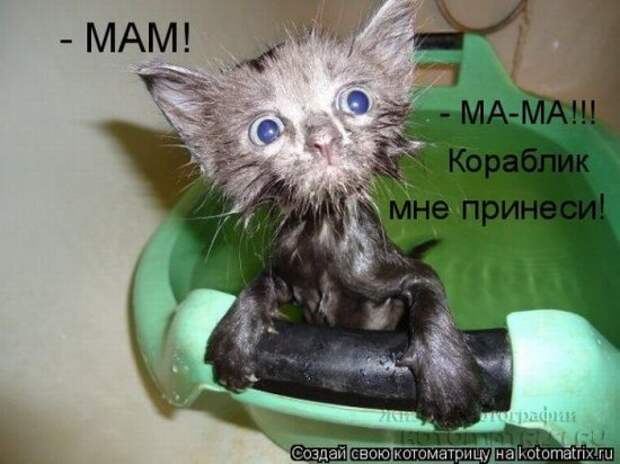 Сборка котоматриц