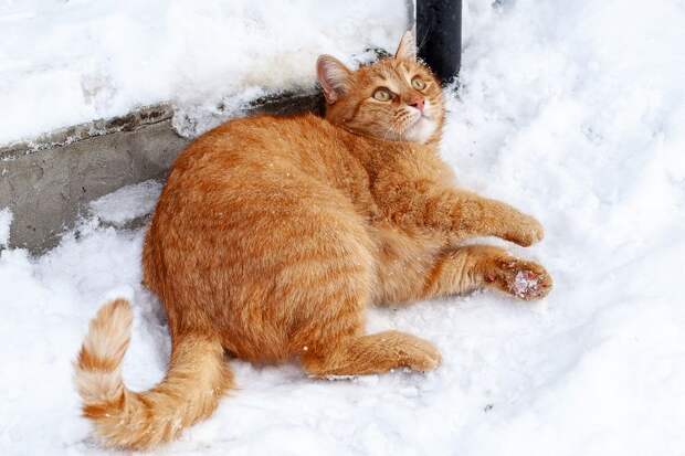 Девять кошек погибли от отравления ядом на востоке Москвы