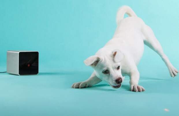Petcube - устройство для дистанционного общения с домашними животными
