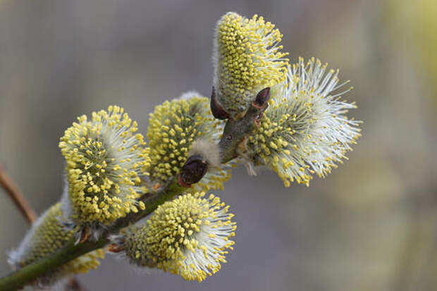 Что можно и нельзя делать в Вербное воскресенье. Православные верующие отмечают праздник 5 апреля