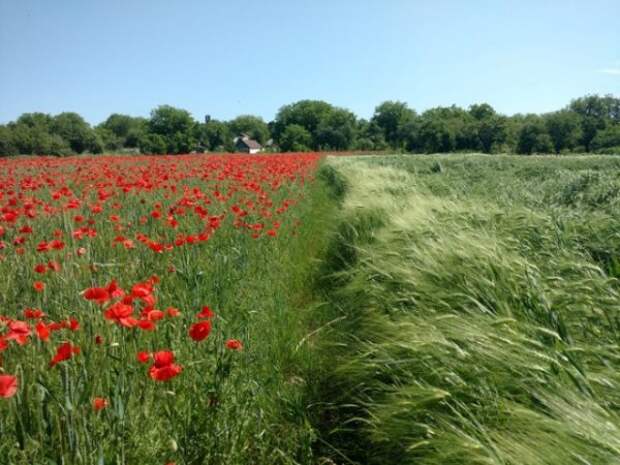 Посеешь пшеницу...
