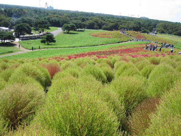 NewPix.ru - «Hitachi Seaside Park» сад цветов в Японии
