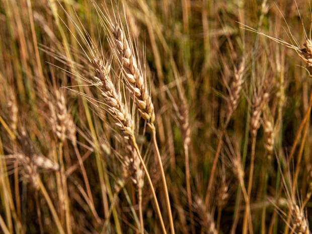 Тюменским Россельхознадзором аннулировано 100 документов на зерно