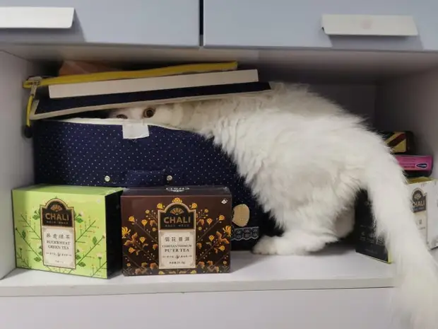 Фотография: 22 котика, в которых внезапно проснулся охотничий инстинкт, но они забыли как это делается №5 - BigPicture.ru