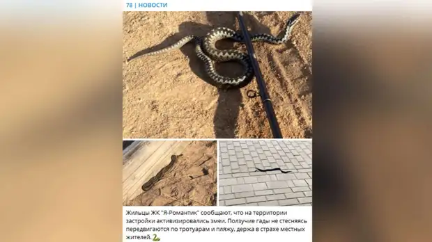 Ползающие по тротуарам и пляжу Васильевского острова змеи держат в страхе петербуржцев