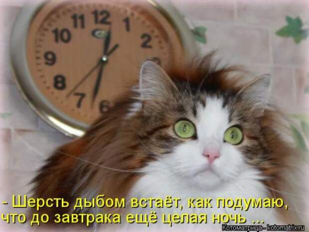 Котоматрицы (забавные картинки с надписями)
