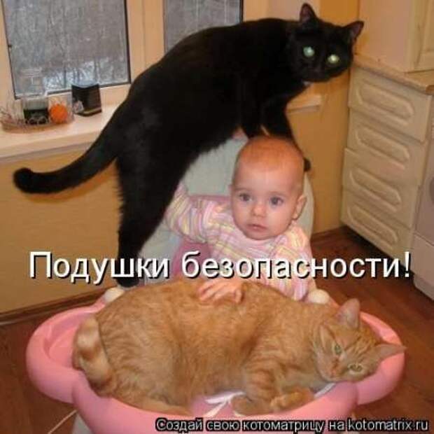 Прикольные животные, котоматрица