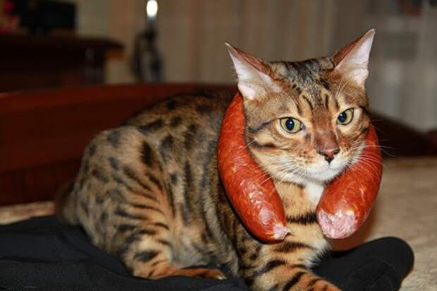 кот с колбасой