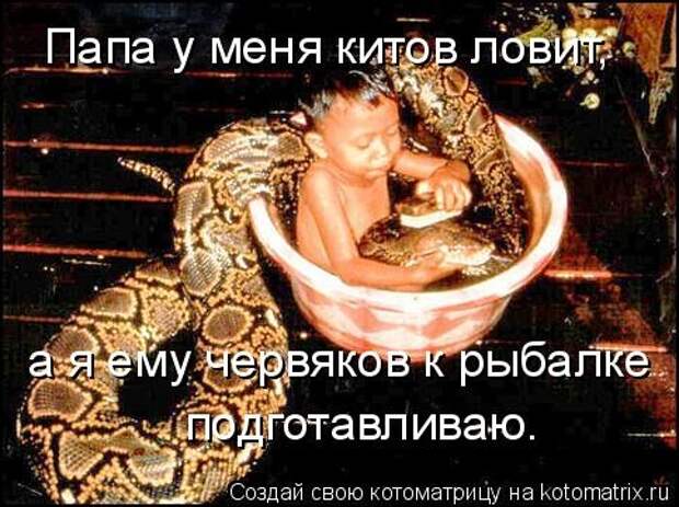 Котоматрица