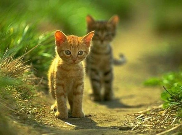 Мурчалки животные, жизнь, киски, коты