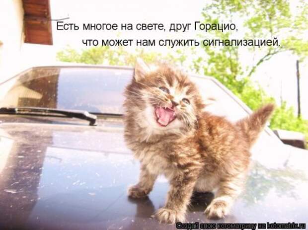 Лучшая котоматрица недели (32 фото)