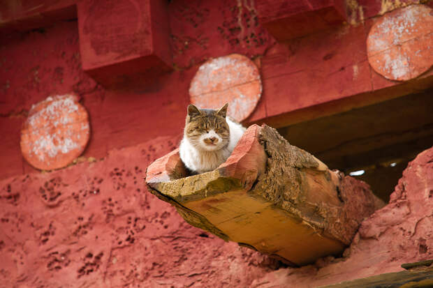 Кот, города котиков
