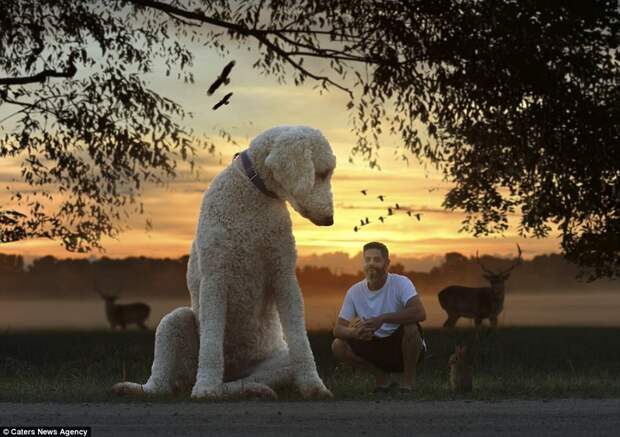 Sunset moment: This image shows Juji look down on his owner as the pair enjoy a sunset surrounded by wildlife
