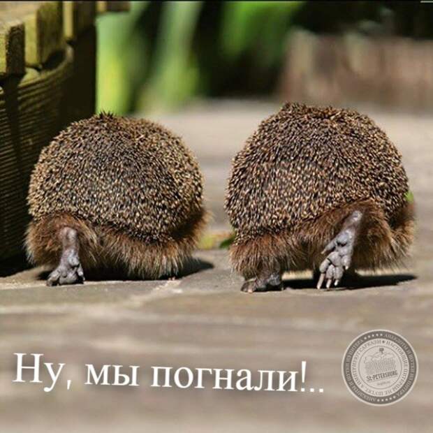 Ну, мы погнали.