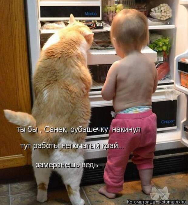 Котоматрицы (картинки с надписями)